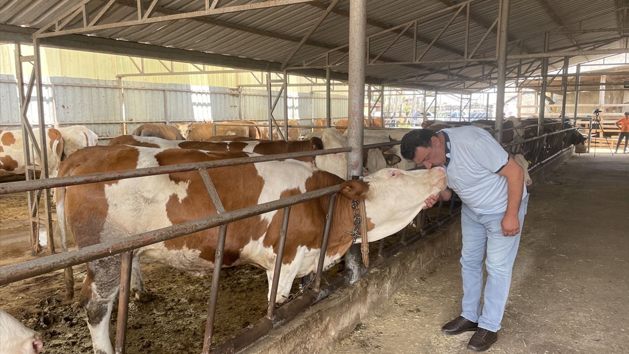 Dolandırıcılara kurbanlıklarını kaptıran besici, 6 yıl sonra şüphelilerin yakalanmasıyla teselli buldu