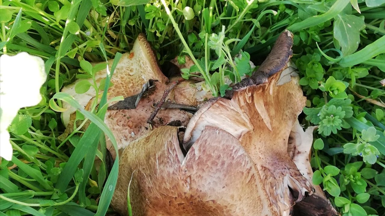 Hüyük Devlet Hastanesi Başhekimi Mehmet Kendir mantar zehirlenmelerine karşı uyardı