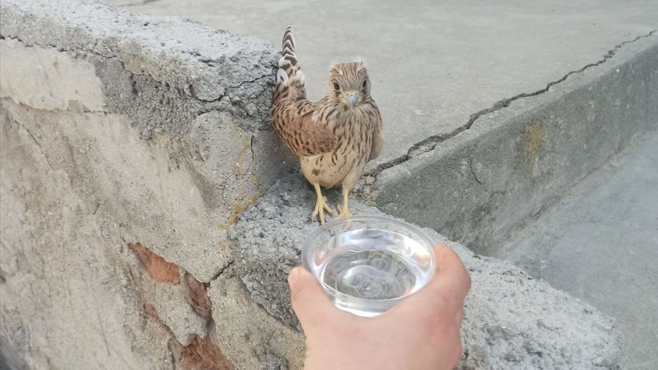 Konya'da bitkin halde bulunan kerkenez yavrusu tedavi altına alındı