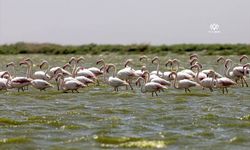 Akgöl'ün rengi alg patlamasıyla yeşile büründü