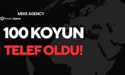 Konya'da devrilen tırdaki 100 koyun telef oldu