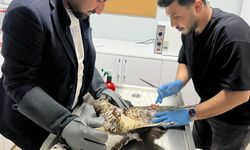 Konya'da yaralı bulunan şahin tedavi altına alındı