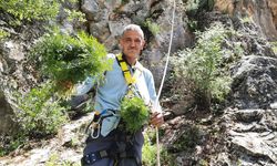 Sarp yamaçlarda kişniş toplayanların zorlu mesaisi