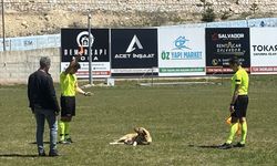 Konya'da köpeğe kırmızı kart gösteren hakem o anları anlattı
