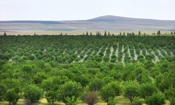 TİGEM'in badem ormanları erozyonla ve zararlılarla mücadele ediyor