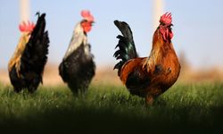 Denizli horozunun ırkı Konya'daki enstitüde korunuyor