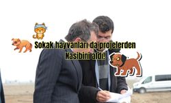 Sokak hayvanları da projelerden nasibini aldı!