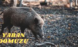 Karapınar'daki Yaban Domuzları Yakından Görüntülendi (Video Haber)