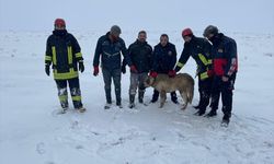 Konya'da sürüye saldıran kurtları kovalarken kuyuya düşen köpek kurtarıldı.