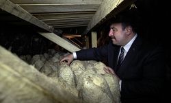 Mağaradan gelen lezzet: Divle Obruk Peyniri