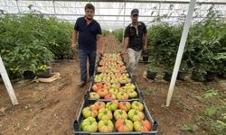 Konya'da topraksız tarımla teknolojiyi buluşturan çiftçi verimi de katlıyor