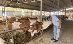 Dolandırıcılara kurbanlıklarını kaptıran besici, 6 yıl sonra şüphelilerin yakalanmasıyla teselli buldu