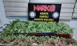 Konya'da 118 kök Hint keneviri ele geçirildi