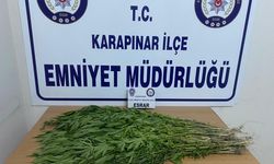 Karapınar Yeniceoba Mevkiinde Hint Keneviri Ele Geçirildi