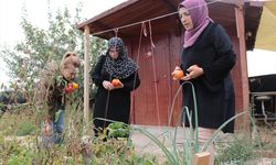 Evinin bahçesinde "ata tohumu" yetiştiren kadın girişimci kooperatif kurdu