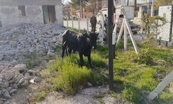 Konya'da kaçan dana 3 saat süren mücadele sonunda yakalandı