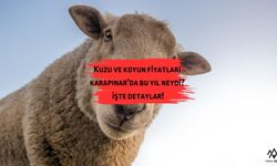Karapınar'da kurbanlar kaçtan gitti?