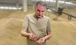 Toprak Mahsulleri Ofisi tarihinin en yüksek alım dönemini yaşıyor