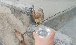Konya'da bitkin halde bulunan kerkenez yavrusu tedavi altına alındı