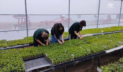 Okul bahçesinde kurulan serada 10 türde 300 bin sebze fidesi ürettiler