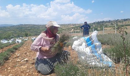 Gurbetçi kadın, terapi sayesinde tanıştığı lavantanın üreticisi oldu