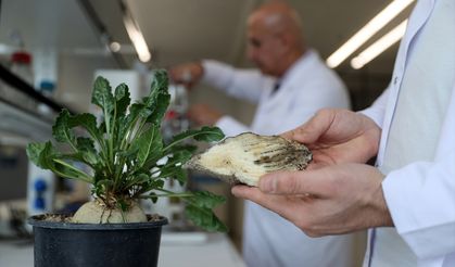 Pancarda kök çürüklüğü hastalığının "bakterilerle tedavisi" çevreyi de koruyacak