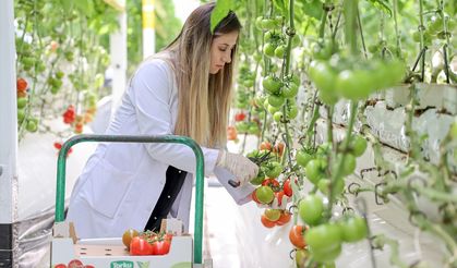 Konya'da çevreci fabrikada üretimde ortaya çıkan ısının kullanıldığı serada domates yetiştiriliyor