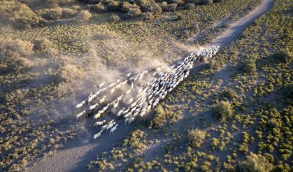 Akşam serinliğinde tozlu yollarda umutla ilerleyen sürüler