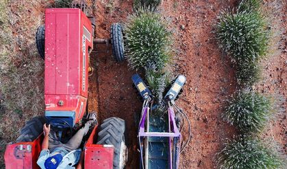 Kıraç arazileri değerlendiren çiftçilerin yüzü lavantayla güldü
