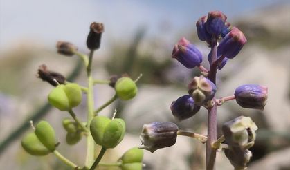 Konya'da keşfedilen yeni bitki türü "Konya Sümbülü" ismiyle literatüre kazandırıldı