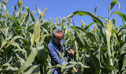 Kaba yemde alternatif "sorgum" bitkisi su tüketiminden tasarruf sağlıyor