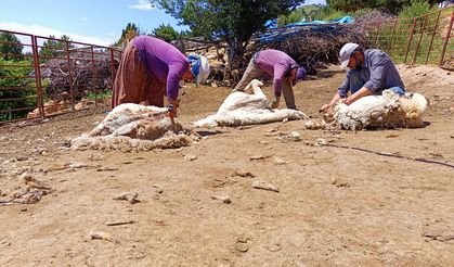 Konya'da besiciler 2 bin 133 rakımlı yaylada koyunlarını kırkıyor