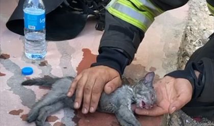 Konya'da itfaiye ekipleri yangından kurtardığı yavru kediyi suni teneffüsle hayata döndürdü