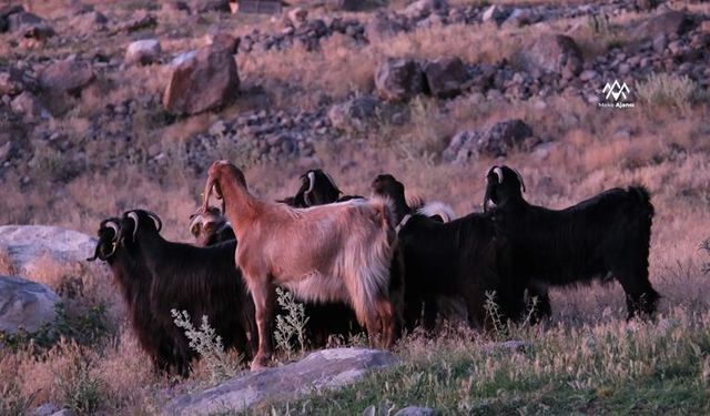 Konya'nın Karapınar İlçesinde Kayıp Keçiler Dron ile Bulundu