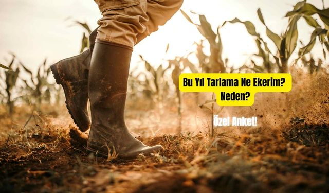 Bu Yıl Tarlama Ne Ekerim?