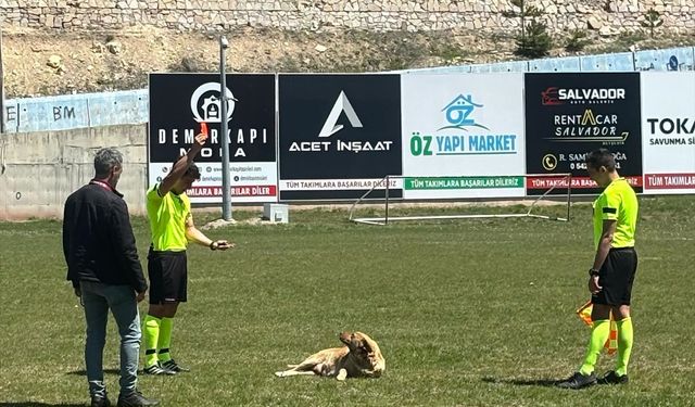 Amatör maçta hakem sahaya giren köpeği kırmızı kart gösterip dışarı çıkardı