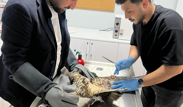 Konya'da yaralı bulunan şahin tedavi altına alındı