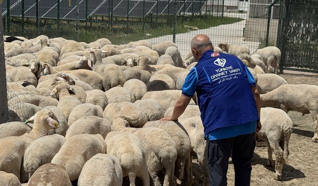 Türkiye Diyanet Vakfı, Konya'da 4 bin 25 kurban hissesinin etini ihtiyaç sahiplerine ulaştıracak