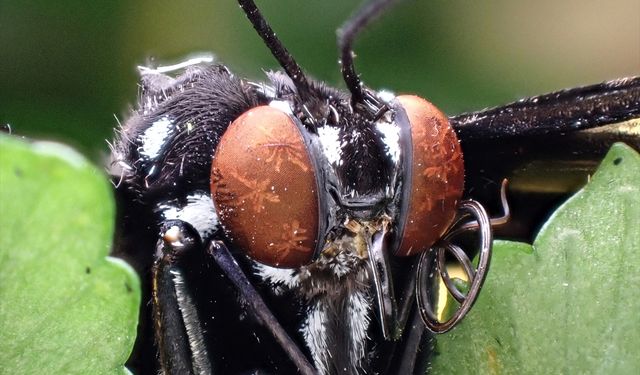 Tropikal bahçenin kelebekleri makro objektifle yakından görüntülendi