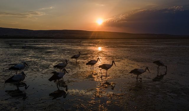 Çavuşçu Gölü, göç yolundaki beyaz leylekleri ağırlıyor