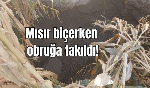 Mısır biçerken, obruğa takıldı!