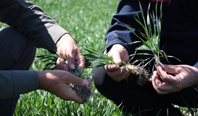 Tahıl ambarı Konya'da hububat ürünlerinde bitki gelişimi iyi