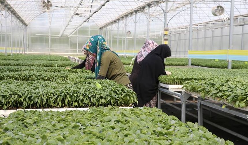 Konya'da yılda 5 milyon sebze fidesi üretilen tesis bölge ekonomisine katkı sunuyor