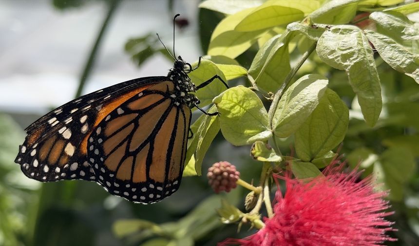 Kral kelebeği bulunduğu Kelebek Bahçesi'ne değer katıyor