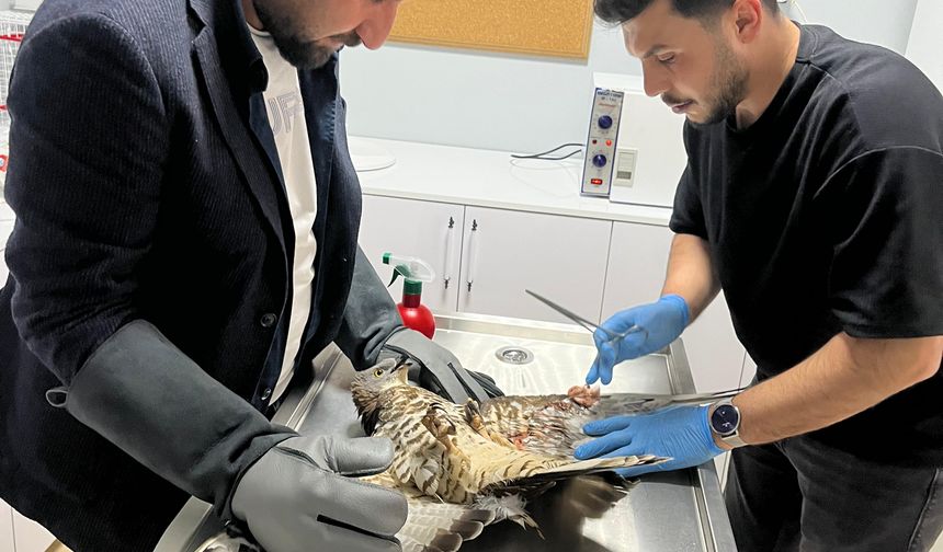 Konya'da yaralı bulunan şahin tedavi altına alındı