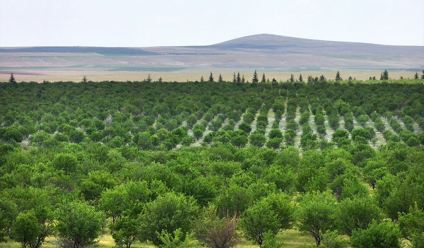 TİGEM'in badem ormanları erozyonla ve zararlılarla mücadele ediyor