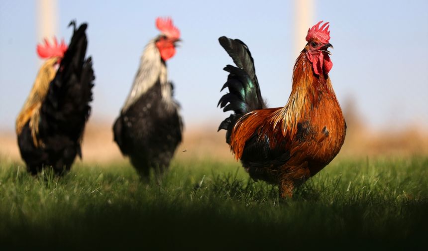 Denizli horozunun ırkı Konya'daki enstitüde korunuyor
