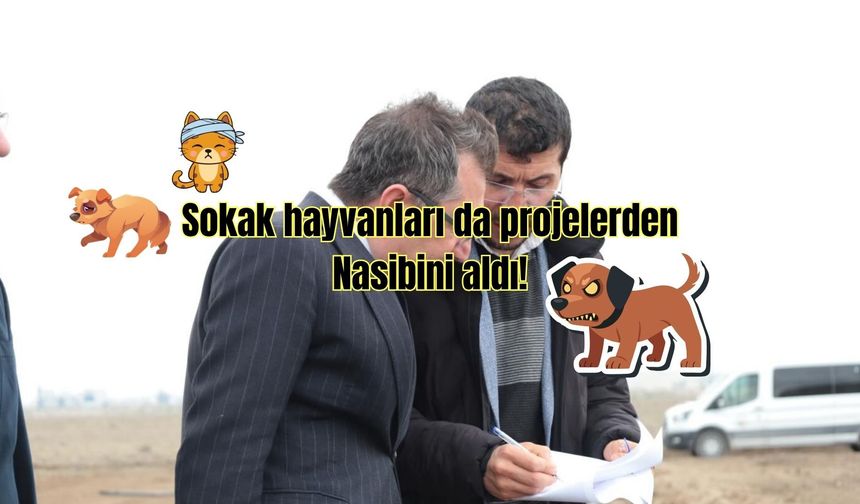 Sokak hayvanları da projelerden nasibini aldı!